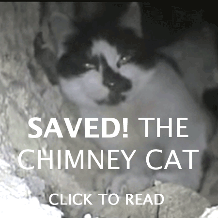 A D Williams cat in chimney | A D Williams North Devon Funeral Directors